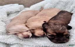 Miniature Dachshund dogs for sale: Max - Image 2