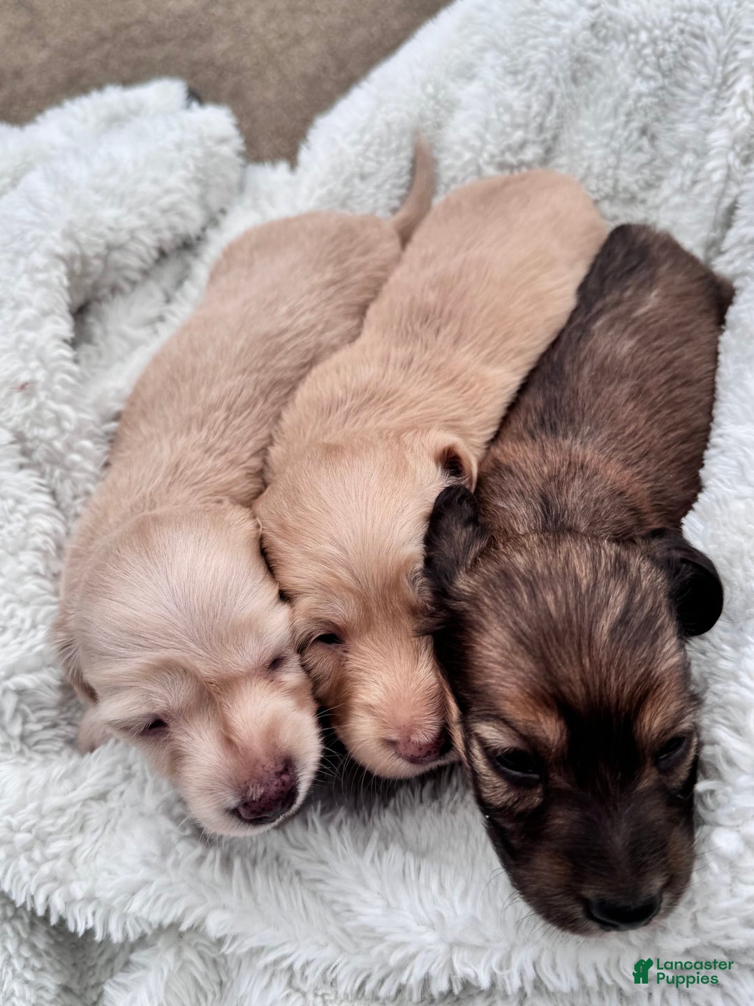Miniature Dachshund dogs for sale: Max - Image 2