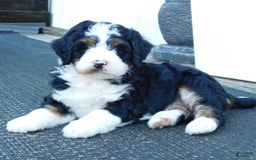 Mini Bernedoodle dogs for sale: Tommy - Image 9