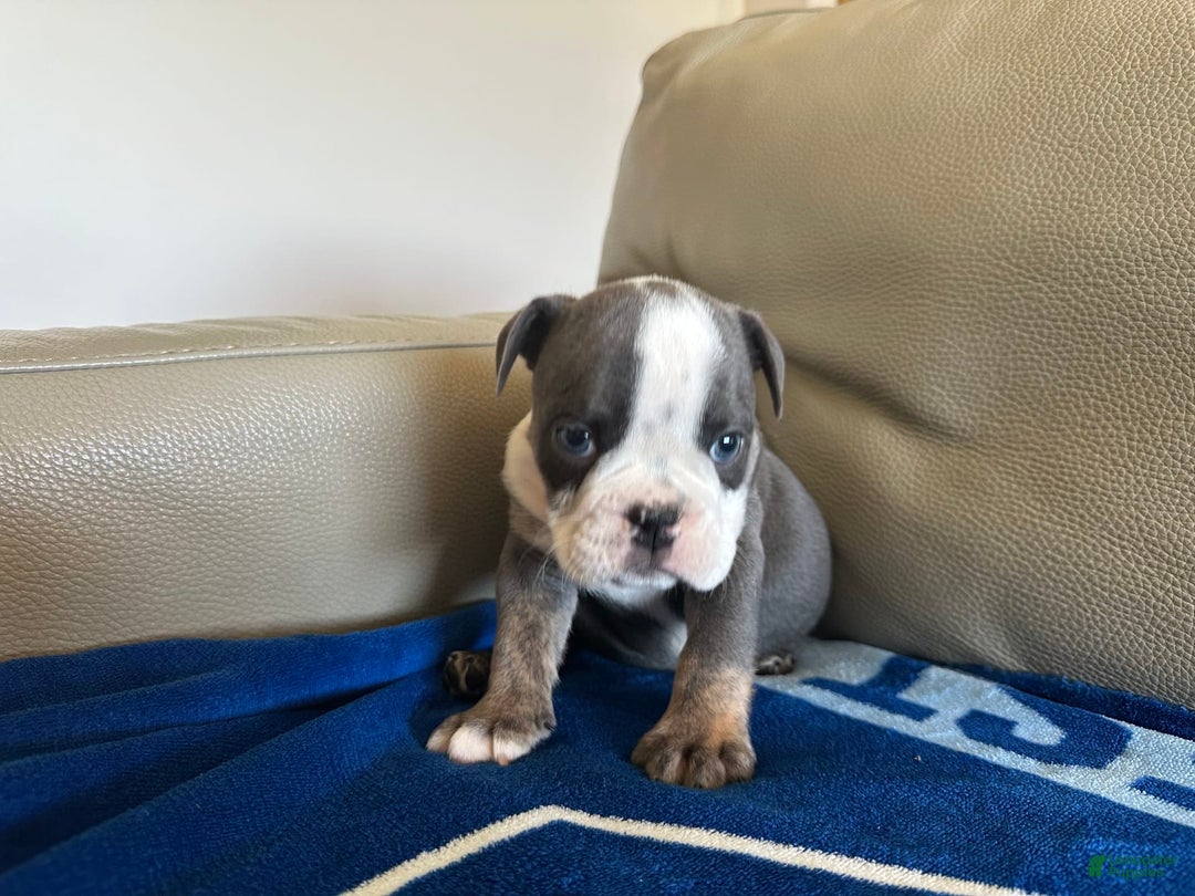English Bulldog dogs for sale: Elliot - Image 2