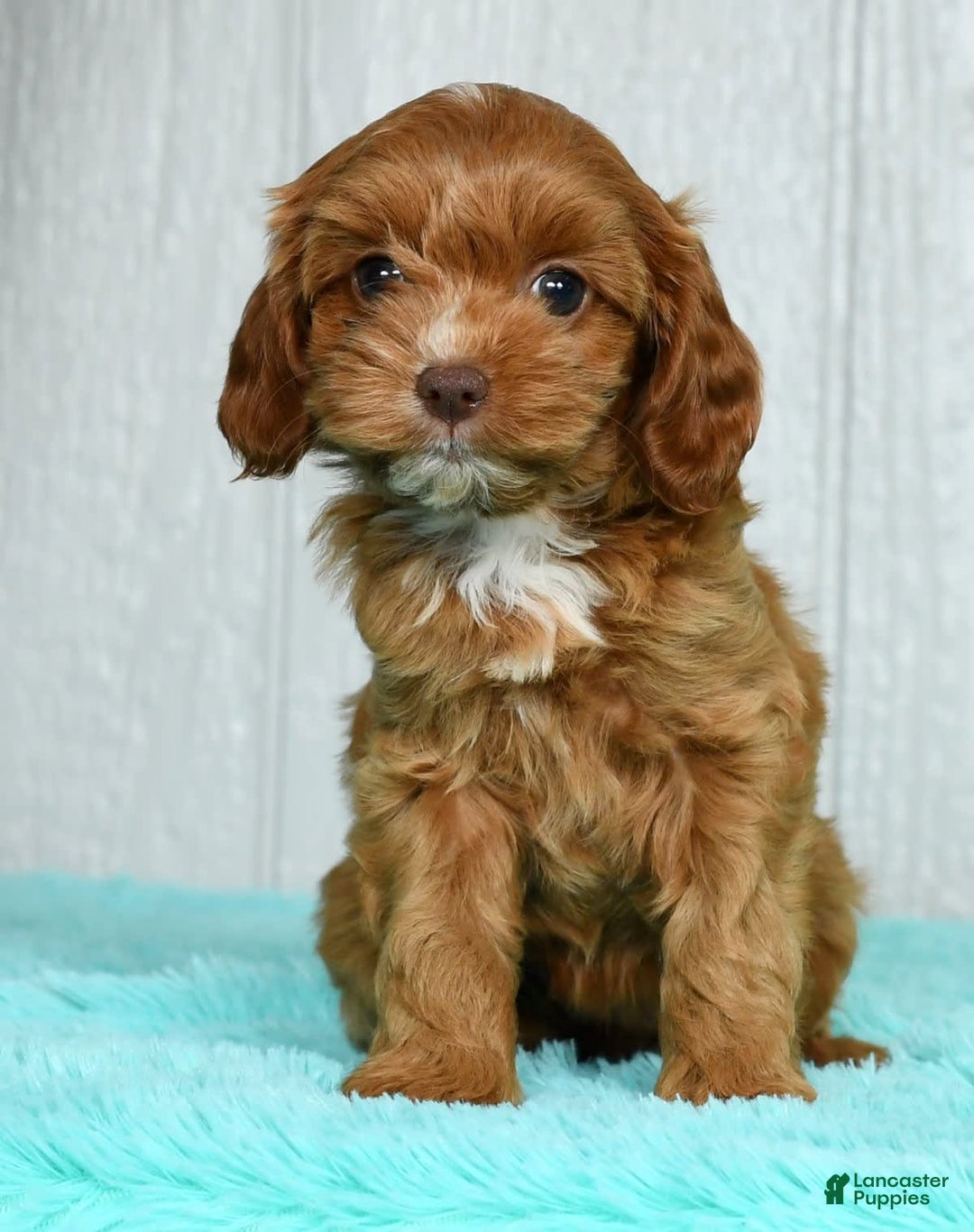 Cavapoo dogs for sale: Layla - Image 9