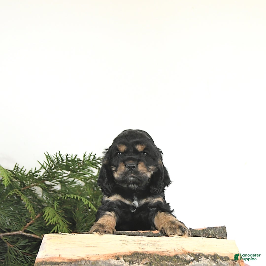 Cocker Spaniel dogs for sale: Banjo - Image 5