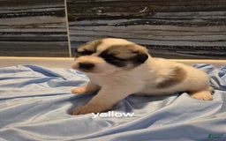 Great Pyrenees dogs for sale: Yellow - Image 4