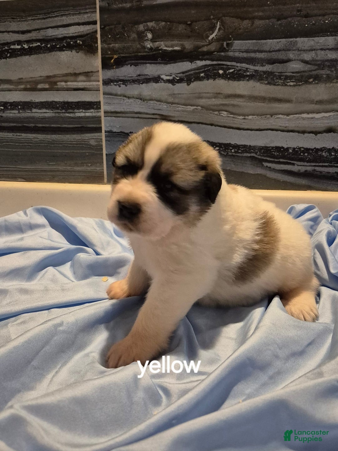 Great Pyrenees dogs for sale: Yellow - Image 4