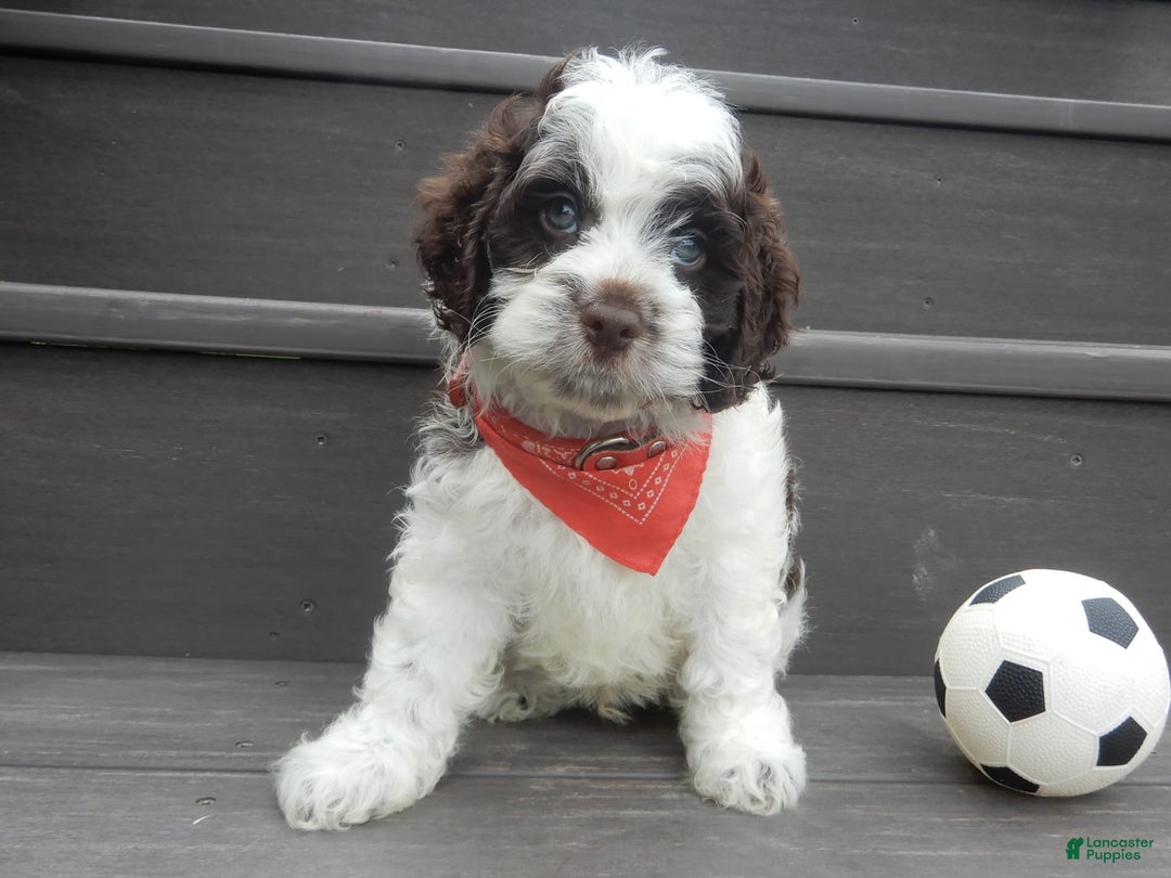 Cockapoo dogs for sale: Patches - Image 9