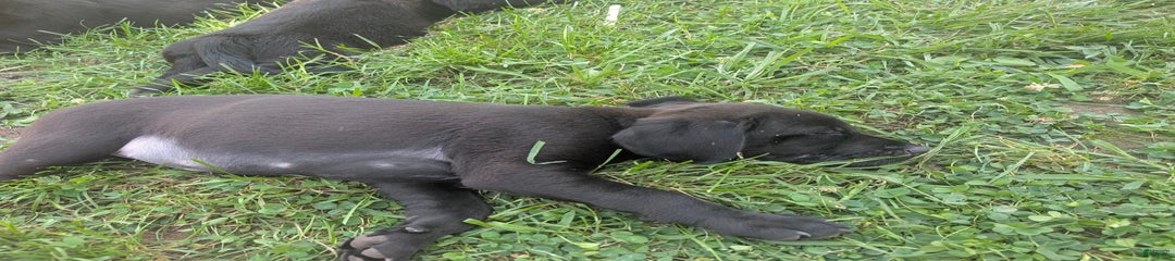 Puppy 5