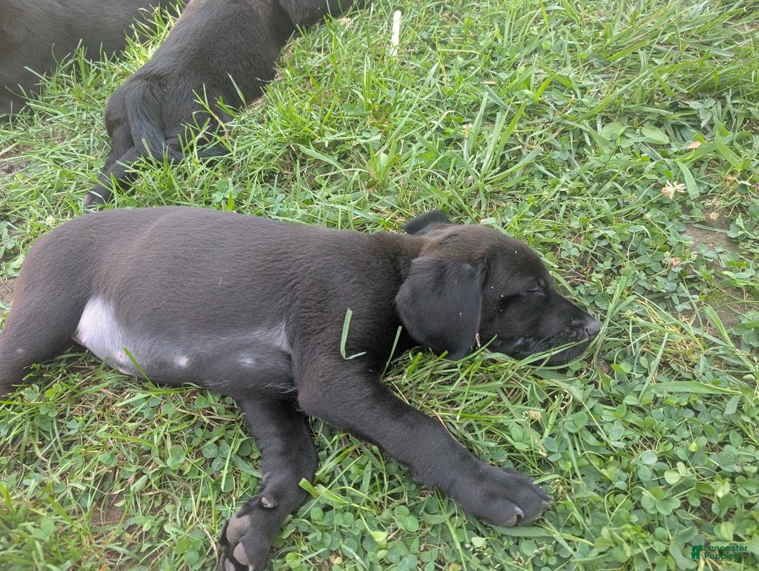 Labrador Retriever dogs for sale: Puppy 5 - Image 1