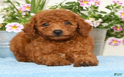 Miniature Poodle dogs for sale: Roscoe - Image 4