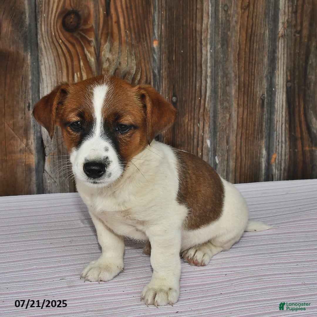 Jack Russell Terrier dogs for sale: Rio - Image 5