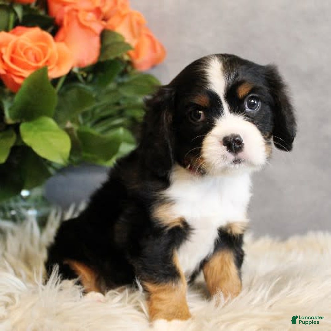 Miniature Bernese Mountain Dog dogs for sale: Twix - Image 12