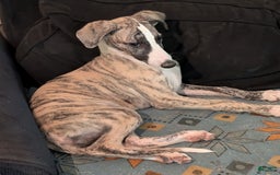 Whippet dogs for sale: Oscar - Image 2