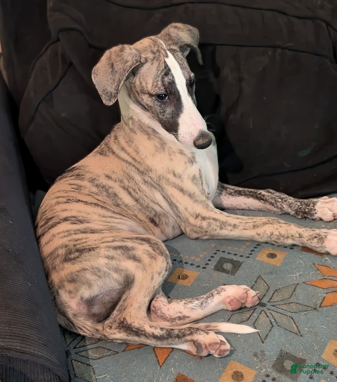 Whippet dogs for sale: Oscar - Image 2