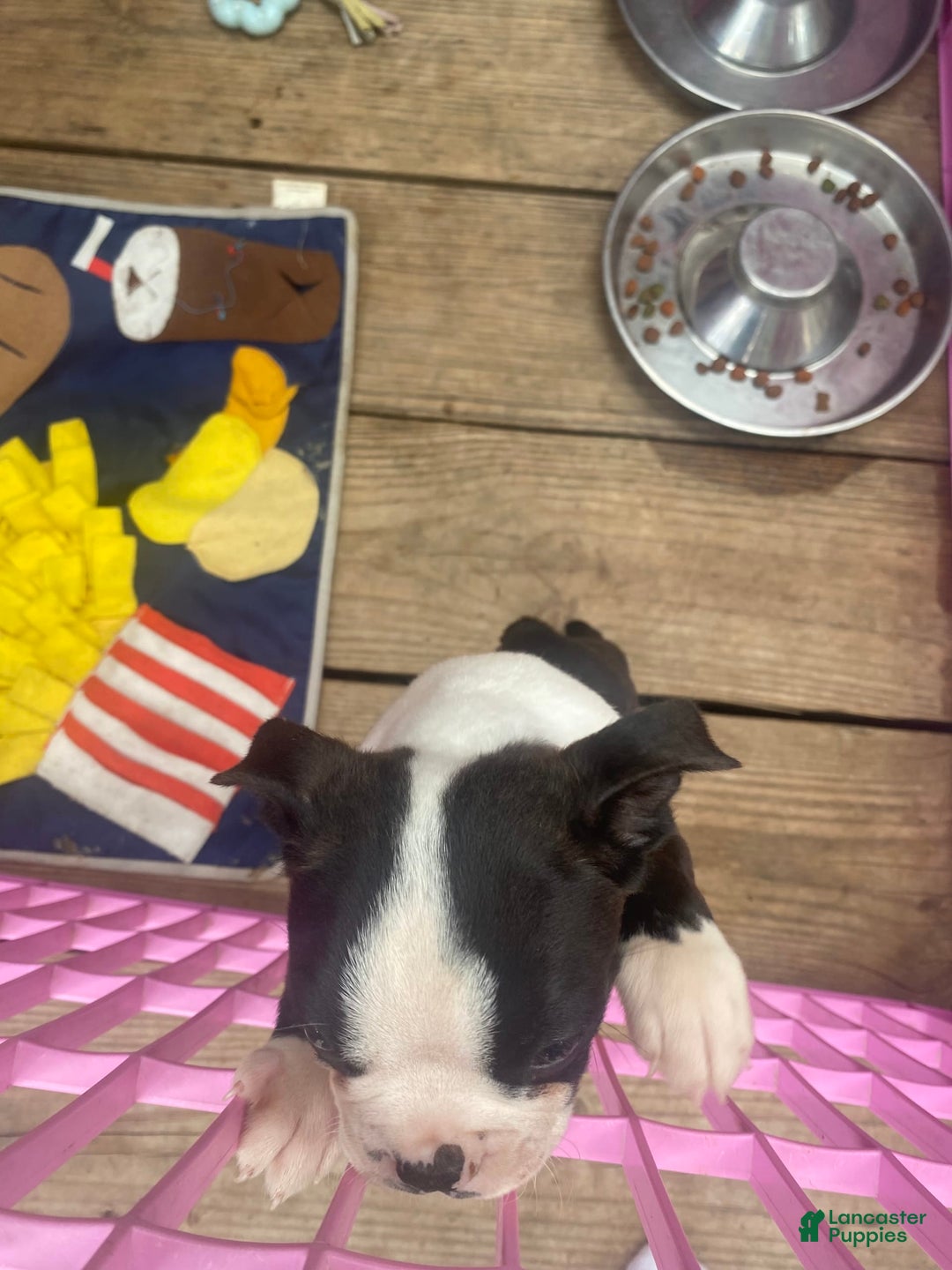 Boston Terrier dogs for sale: Chub - Image 4