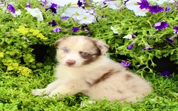 Australian Shepherd dogs for sale: Australian Shepherd 8 puppies - Image 2