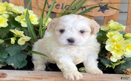 Teddy Bear dogs for sale: Annebelle - Image 4