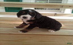 Bernedoodle dogs for sale: Addie - Image 4