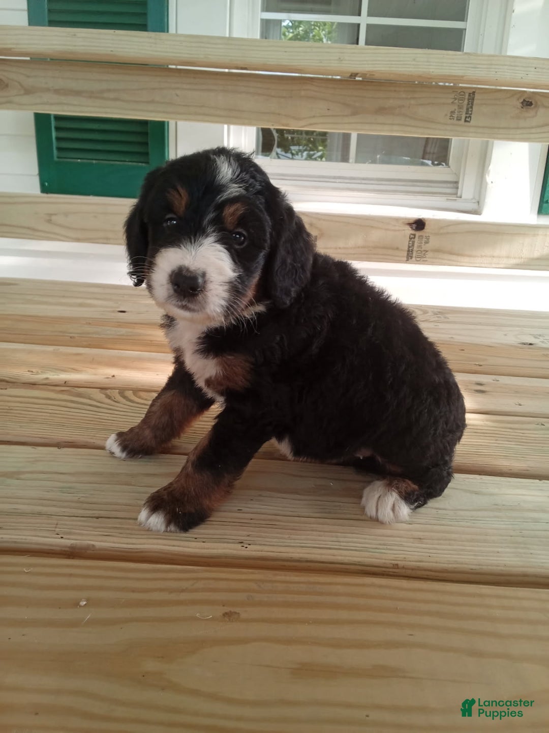 Bernedoodle dogs for sale: Addie - Image 4