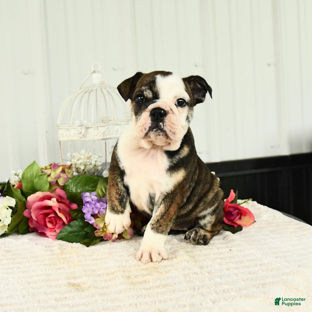 English Bulldog dogs for sale: Daffodil - Image 2