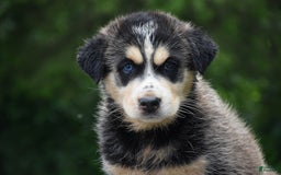Gerberian Shepsky dogs for sale: Jazzy - Image 2