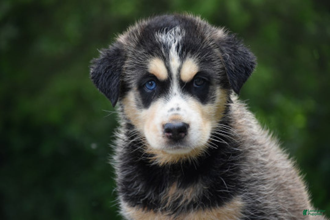 Gerberian Shepsky dogs for sale: Jazzy - Image 2
