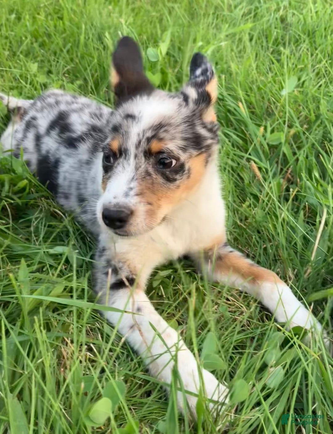 Australian Shepherd dogs for sale: Abbey - Image 2