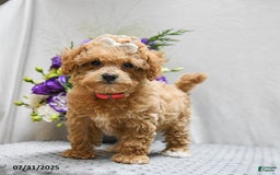Bichpoo dogs for sale: Cheyenne - Image 9
