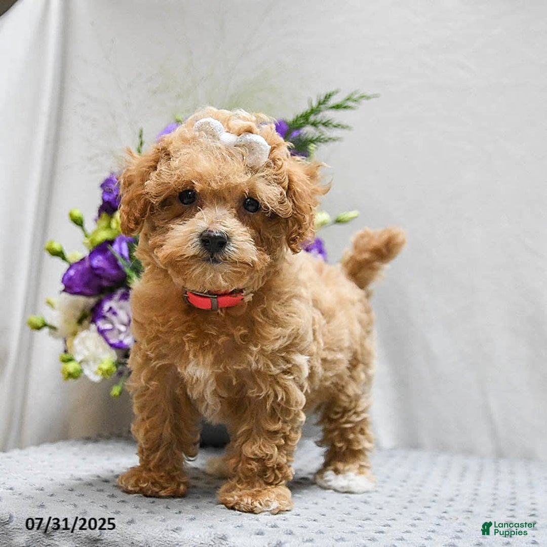 Bichpoo dogs for sale: Cheyenne - Image 9