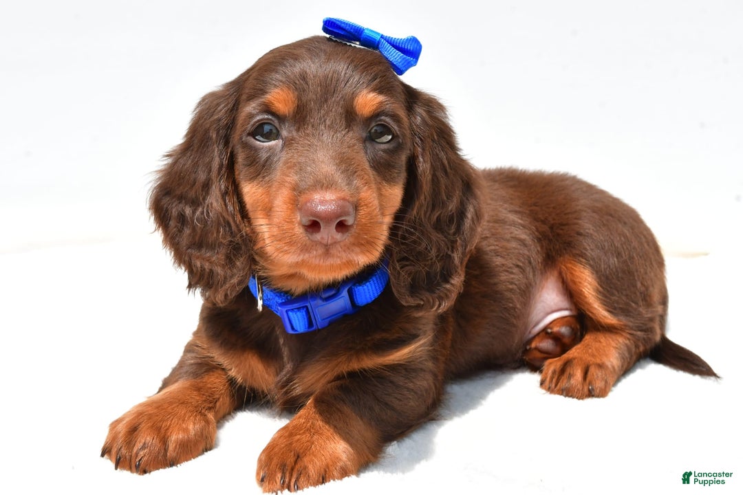 Miniature Dachshund dogs for sale: Lucky - Image 2
