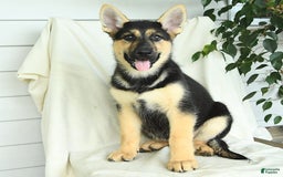 Gerberian Shepsky dogs for sale: Montana - Image 3