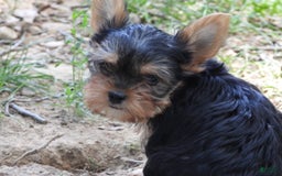 Yorkshire Terrier dogs for sale: Tt - Image 19