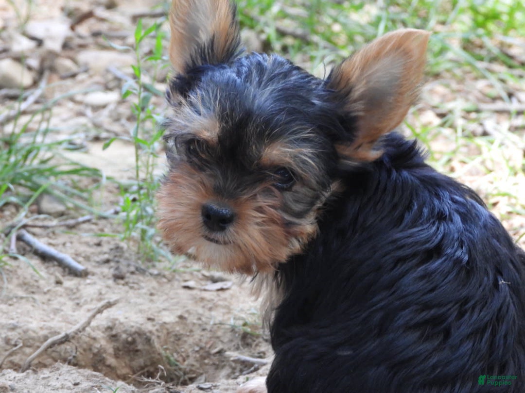 Yorkshire Terrier dogs for sale: Tt - Image 19