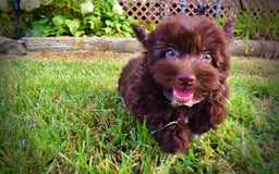 Havapoo dogs for sale: Karma - Image 7