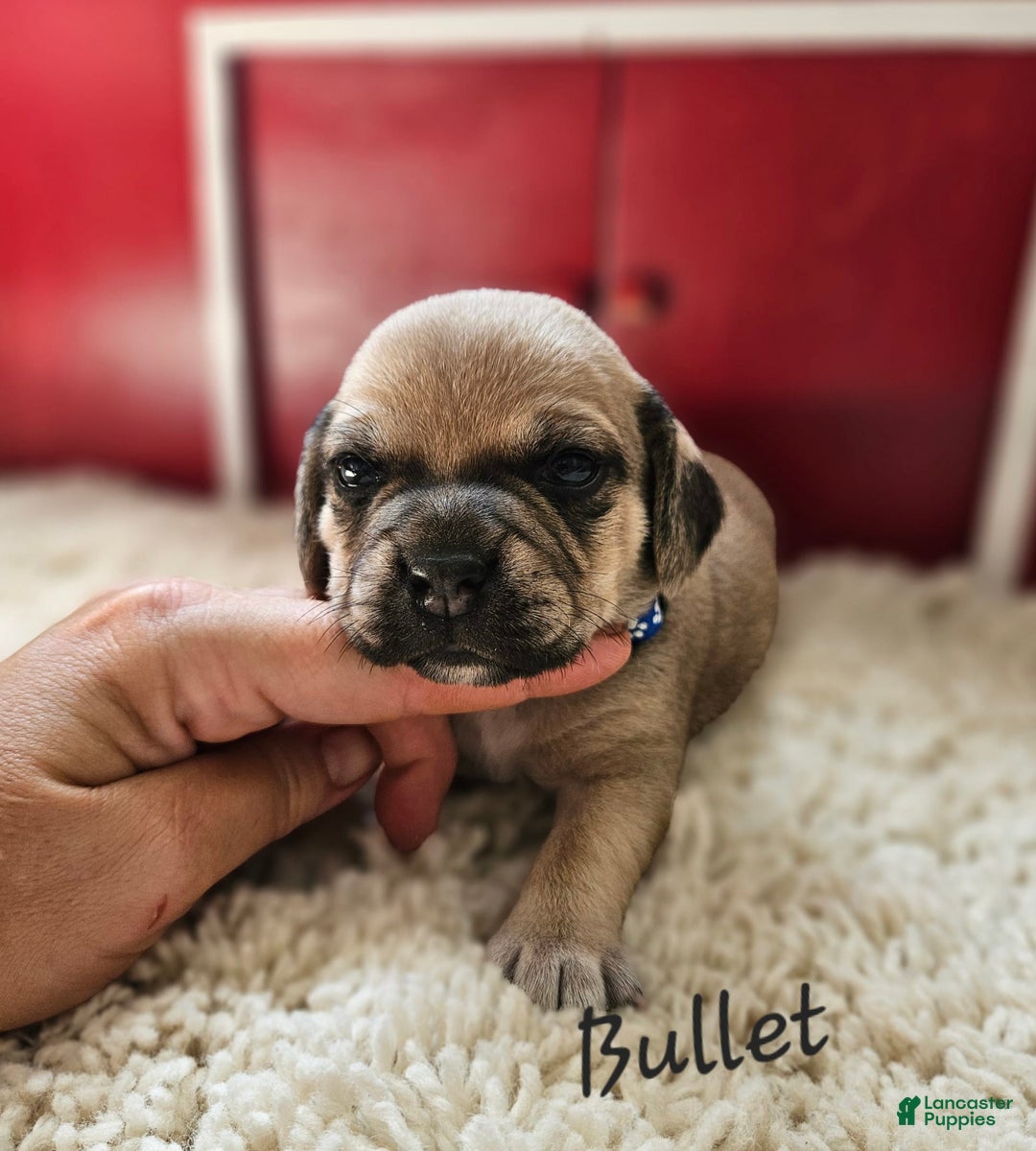 Puggle dogs for sale: Bullet - Image 1