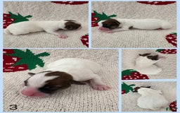 Jack Russell Terrier dogs for sale: Fits - Image 1