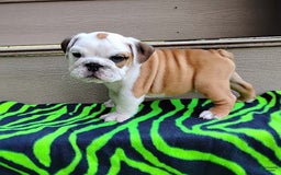 English Bulldog dogs for sale: Rumble - Image 1