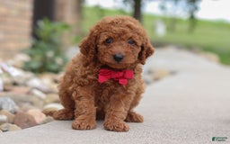 Goldendoodle dogs for sale: Herbie - Image 9