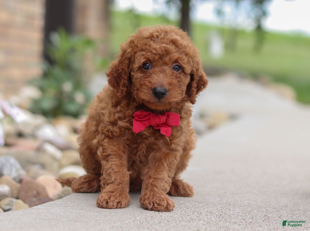 Goldendoodle dogs for sale: Herbie - Image 9