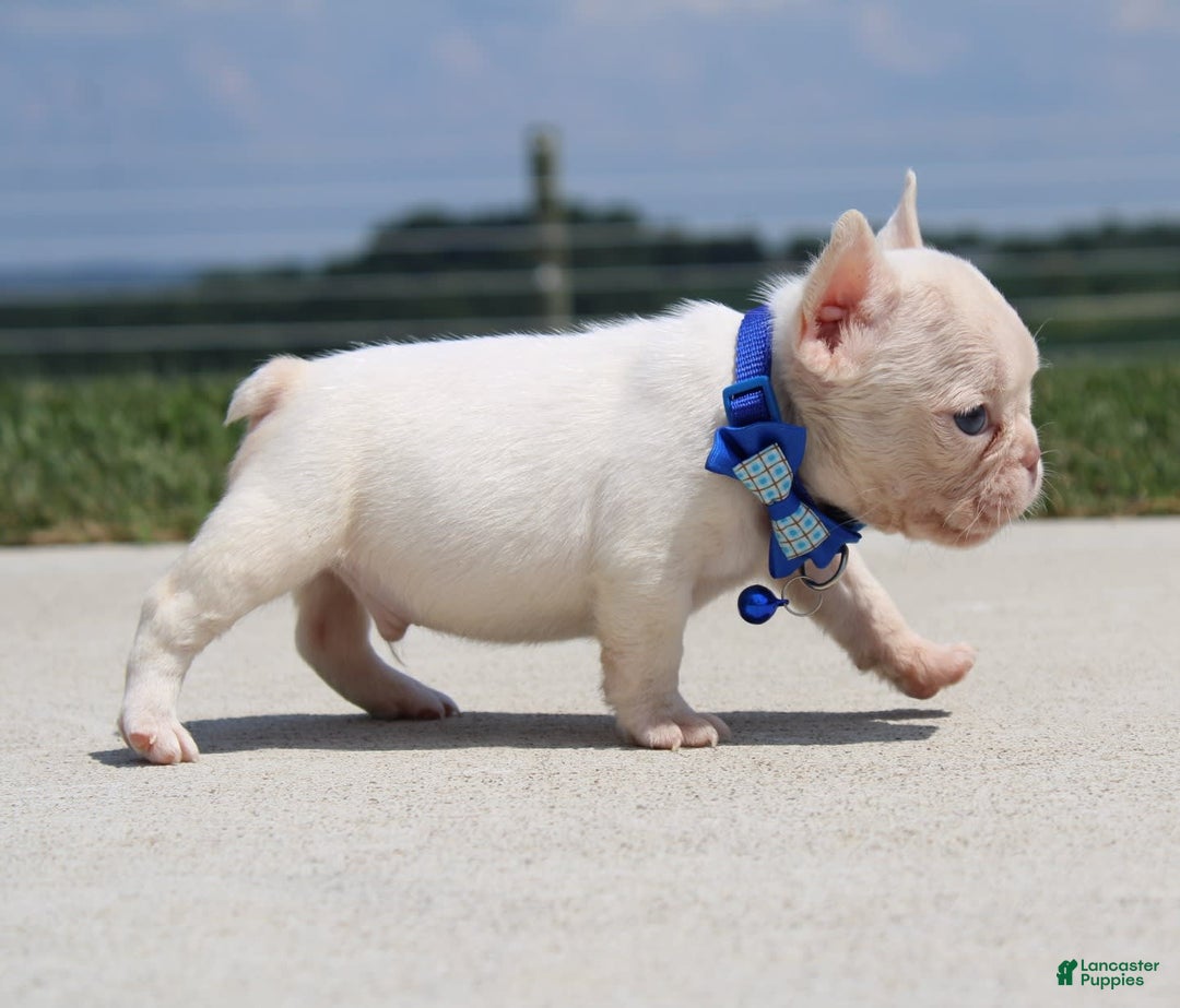 French Bulldog dogs for sale: Mitch - Image 3
