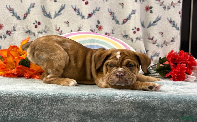 English Bulldog dogs for sale - Ad 3