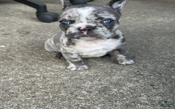 French Bulldog dogs for sale: Mila - Image 3