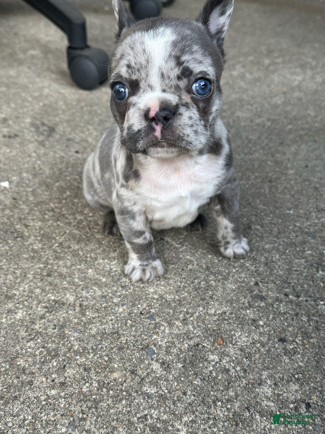 French Bulldog dogs for sale: Mila - Image 3