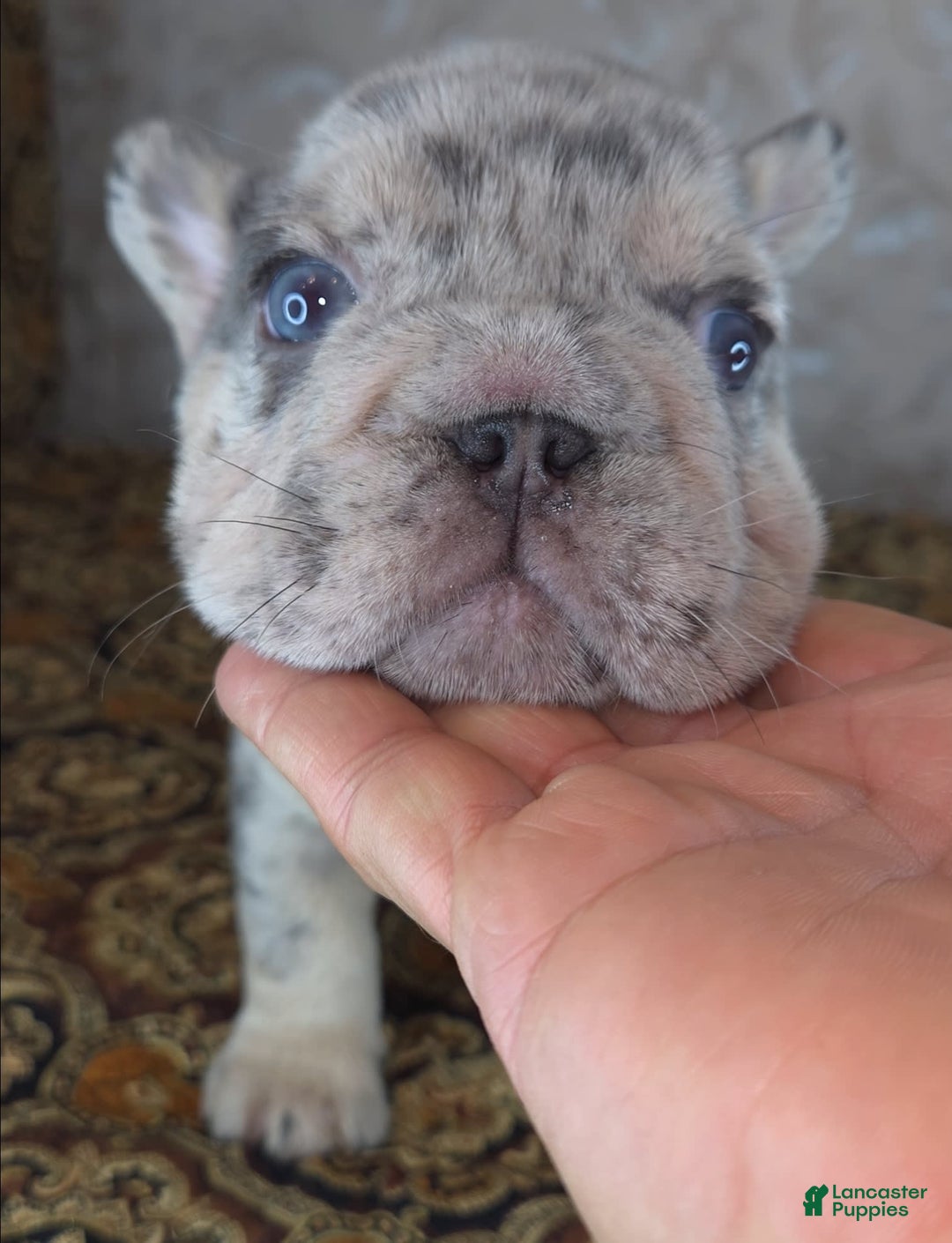 French Bulldog dogs for sale: Tae - Image 6