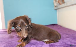 Dachshund dogs for sale: Dachshund 4 puppies - Image 26