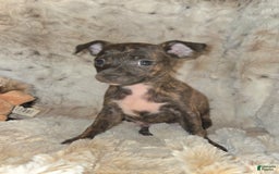 Miniature Pinscher dogs for sale: Hayes - Image 6