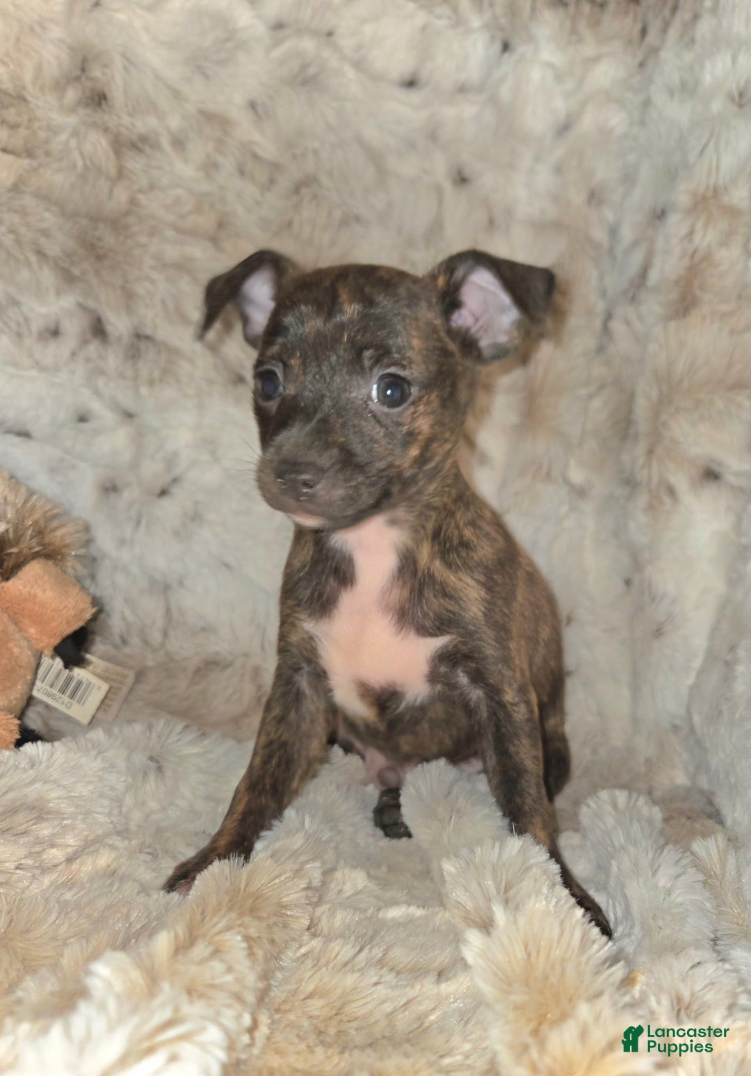 Miniature Pinscher dogs for sale: Hayes - Image 6