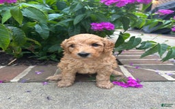 Mini Goldendoodle dogs for sale: Porter - Image 3