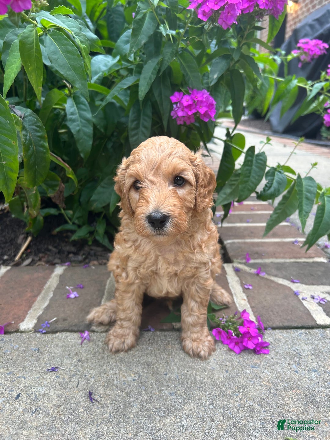 Mini Goldendoodle dogs for sale: Porter - Image 3