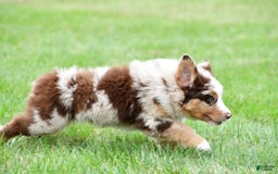 Australian Shepherd dogs for sale: Dexter - Image 4