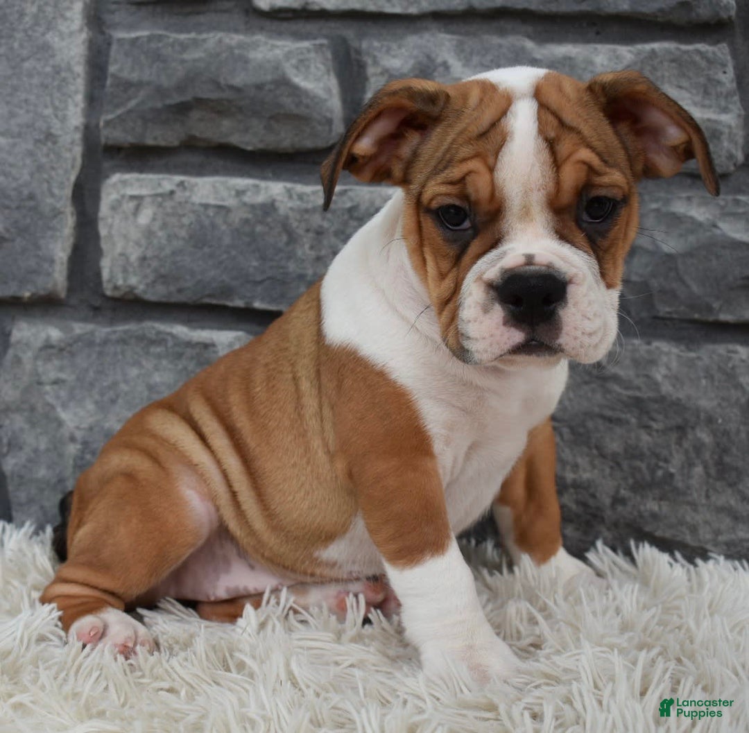 Beabull dogs for sale: Daisy - Image 1