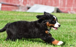 Bernese Mountain Dog dogs for sale: Bailey - Image 6